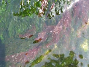 Porphyra_yezoensis